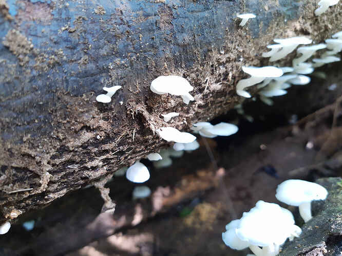 Mushrooms_smaller