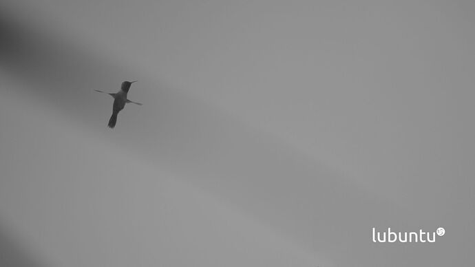 grey_colibri-1080